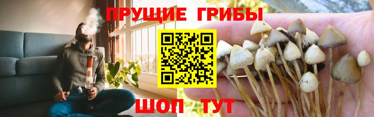 хочу   Вход с VPN  Светлоград  Галлюциногенные грибы Cubensis 